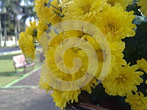 Refresing Yellow Flower photo
