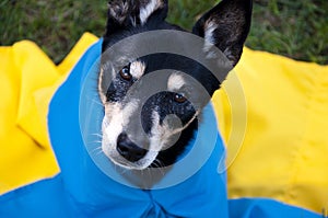 Refugee dog with ukrainian flag. pet help in ukraine. independence day. animal hepl