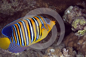 Regal angelfish