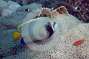 Regal angelfish