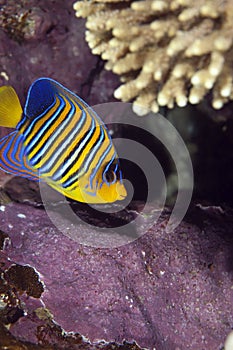 Regal angelfish