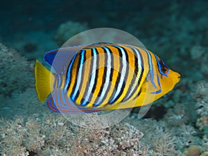 Regal angelfish