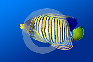 Regal Angelfish