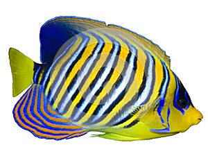 Regal Angelfish