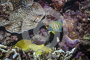 Regal Angelfish