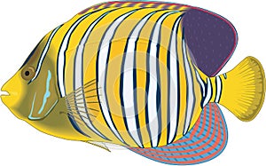 Regal Angelfish Illustration