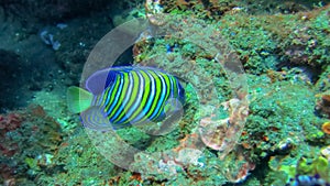 Regal Angelfish at the liberty wreck in Tulamben, Bali. Pygoplites Diacanthus in profile against a coral reef background.