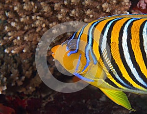 Regal Angelfish posing underwater in Maldives