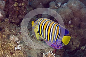 Regal angelfish (pygoplites diacanthus)