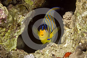 Regal angelfish (pygoplites diacanthus)