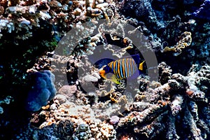 Regal angelfish (Pygoplites diacanthus) Coral fish, Tropical waters