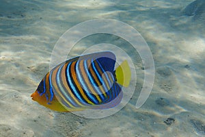 Regal angelfish Pygoplites diacanthus in the coral reef