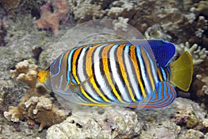 Regal Angelfish, Pygoplites diacanthus, swimming over coral reef