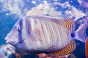 Regal angelfish - Pygopllites diacanthus. Wonderful and beautiful underwater world with corals and tropical fish