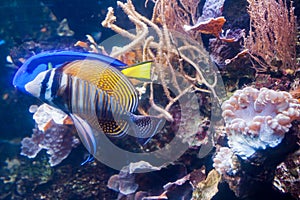 Regal angelfish - Pygopllites diacanthus. Wonderful and beautiful underwater world with corals and tropical fish