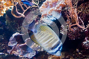 Regal angelfish - Pygopllites diacanthus. Wonderful and beautiful underwater world with corals and tropical fish