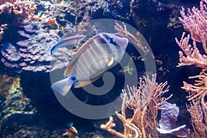 Regal angelfish - Pygopllites diacanthus. Wonderful and beautiful underwater world with corals and tropical fish