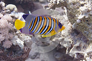 Regal Angelfish in Red Sea