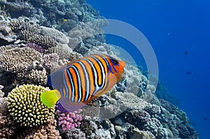 Regal Angelfish in the Red Sea