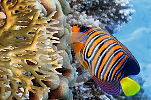 Regal Angelfish in the Red Sea