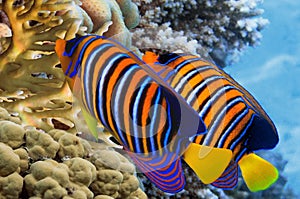 Regal angelfish swimming over a coral reef in the Red Sea