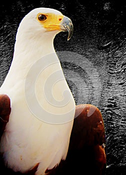 Regal Bald Eagle Isolated