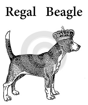 Regal Beagle