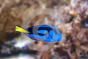 Regal blue tang, palette surgeonfish, or hippo tang, an Indo-Pacific surgeonfish of Paracanthurus hepatus species