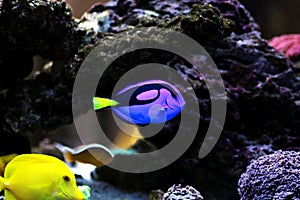 Regal Blue Tang - Paracanthurus hepatus