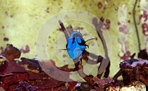 Regal Blue Tang - Paracanthurus hepatus