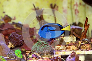 Regal Blue Tang - Paracanthurus hepatus