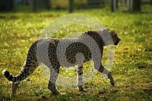 Regal Cheetah the fastest animal in the world