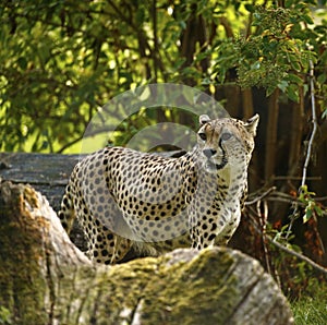 Regal Cheetah the fastest animal in the world