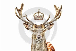 Regal Deer Crown Illustration