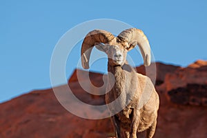 Regal Desert Bighorn Sheep Ram