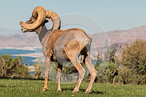 Regal Desert Bighorn Sheep Ram Standing