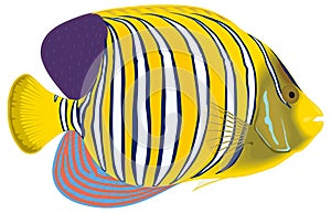 regal fish vector illustration transparent background