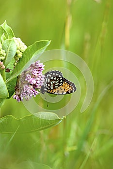 Regal Fritillary Butterfly  601349