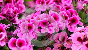 Regal Geranium, Royal Pelargonium Velvet purple flowers as a background or Candy Flowers