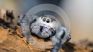 Regal jumping spider