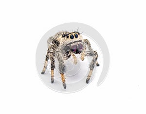 Regal jumping spider - Phidippus regius - large female. isolated on white background close up view. standing tall at full