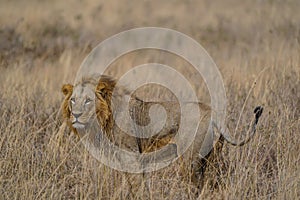 Regal King: Majestic Male Lion in Nairobi National Park, Kenya Safari