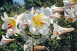 Regal lilies in garden