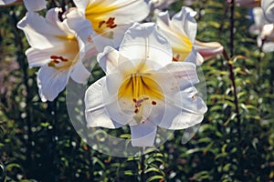 Regal lilies in garden photo