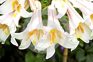 Regal lily flowers from Newbury, New Hampshire