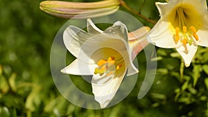 Regal lily, Lilium regale