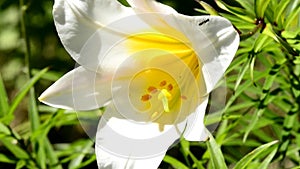 Regal lily, Lilium regale, medieval symbol and medicinal plant