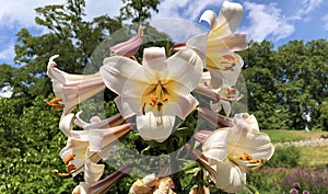 Regal lily, Royal lily, Kings lily, The Christmas lily, Lilium regale or Die Konigs-Lilie Flower Island Mainau