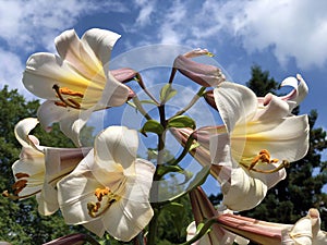 Regal lily, Royal lily, Kings lily, The Christmas lily, Lilium regale or Die Konigs-Lilie Flower Island Mainau