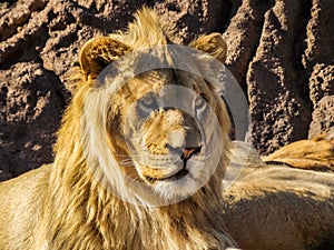 Regal Lion Headshot